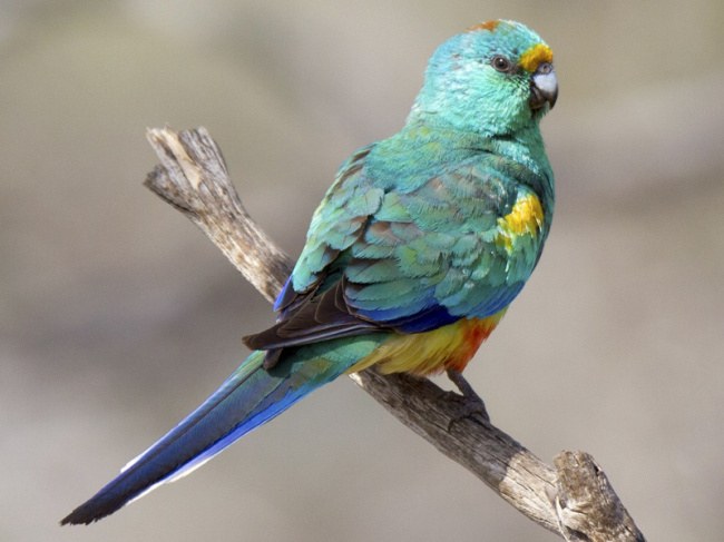 top australia's most beautifully coloured birds