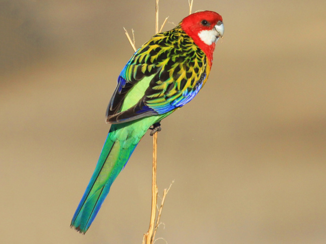 top australia's most beautifully coloured birds