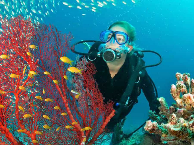 top best dive sites in brazil