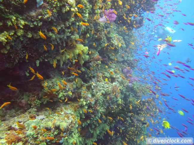 top best diving sites in fiji