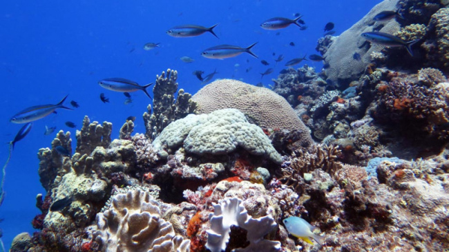 top best diving sites in fiji
