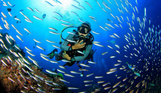 top best diving sites in saint kitts and nevis