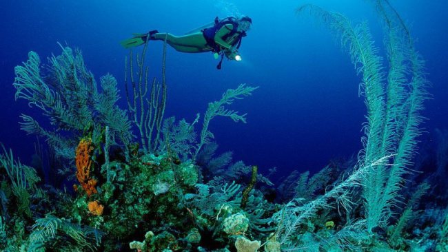 top best diving sites in saint kitts and nevis