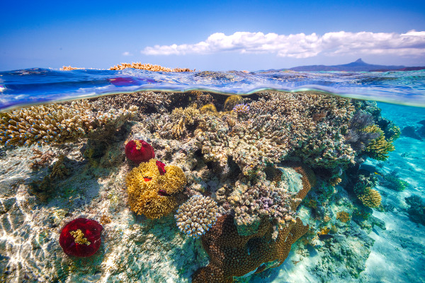 top best places for scuba diving in mayotte