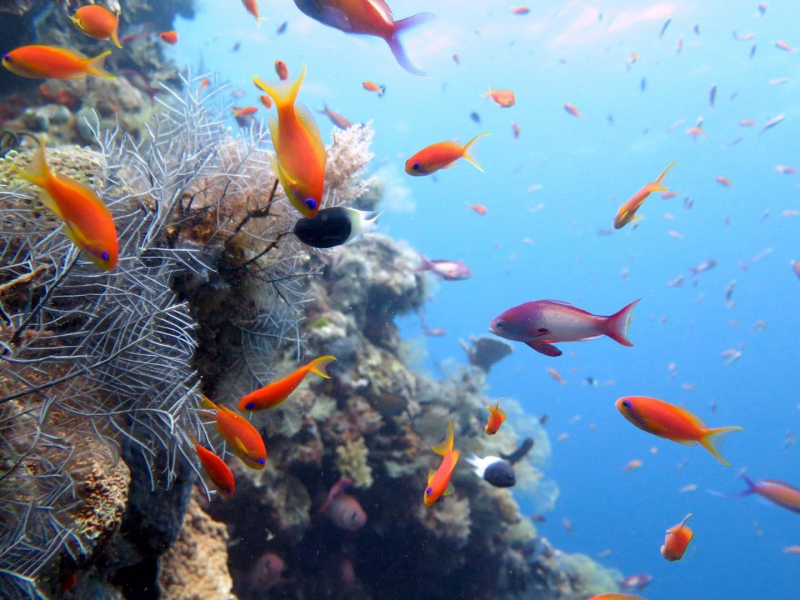 top best places for scuba diving in mayotte