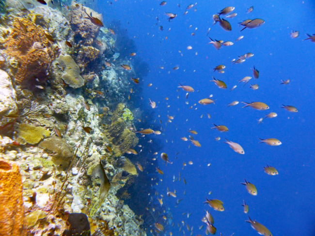 top best places for scuba diving in saint lucia