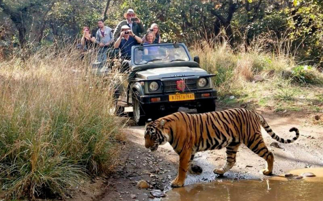 top best safaris in rajasthan