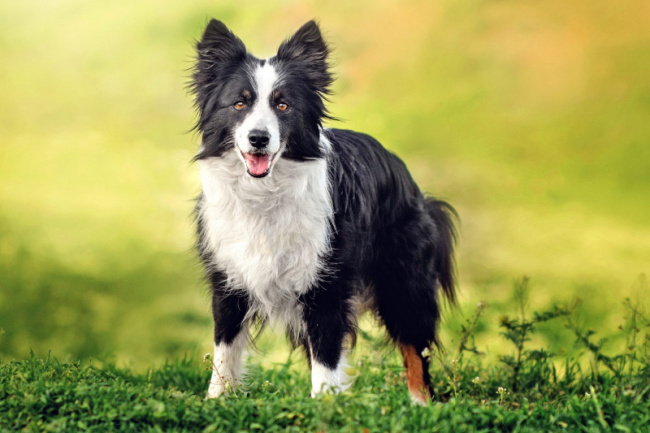 top best therapy dog breeds