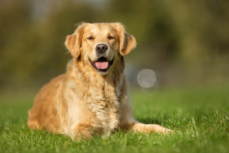 top best therapy dog breeds