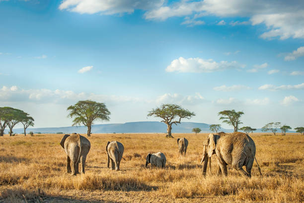 top best things to do in tanzania