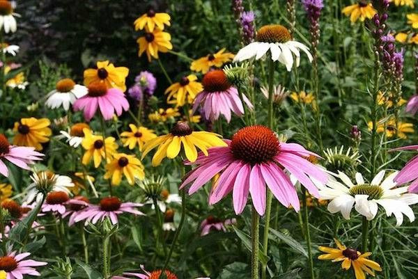 top best types of flowers you should have in your garden