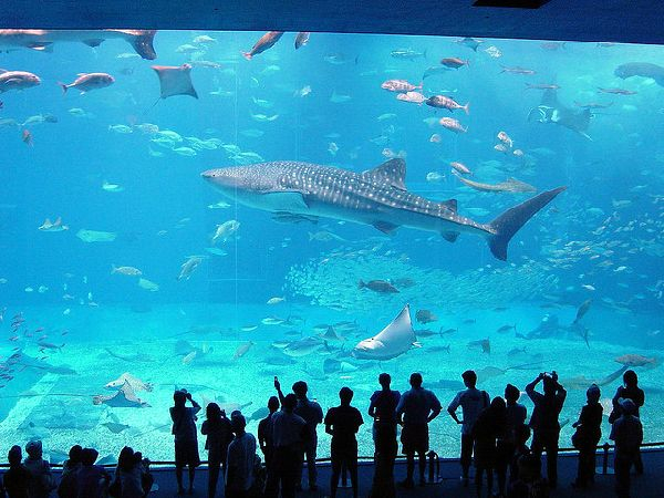 top biggest aquariums in the world