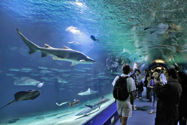 top biggest aquariums in the world