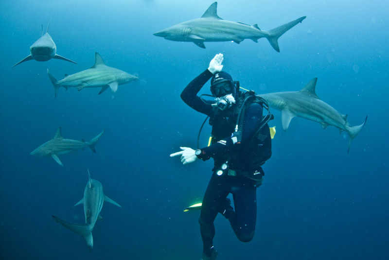 top dive sites in south africa