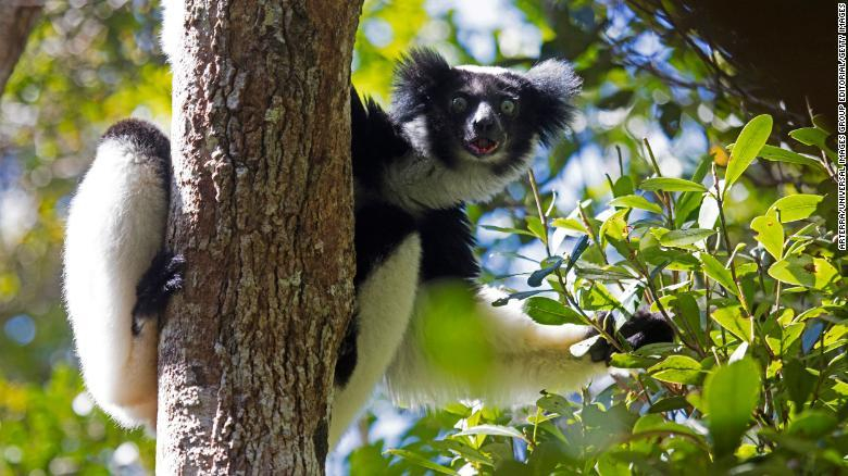 top fascinating creatures only found in madagascar
