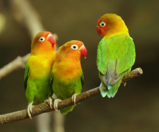 top friendliest birds in the world