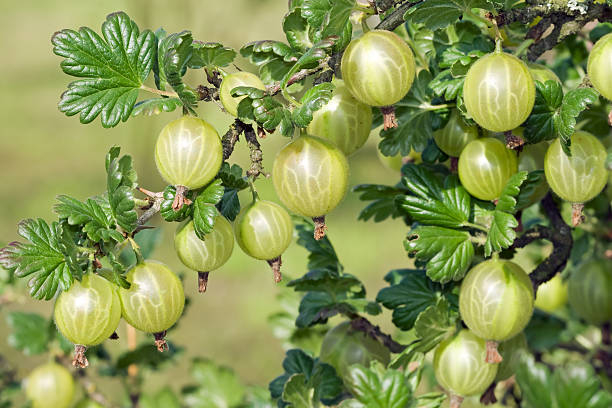 top health benefits of gooseberries