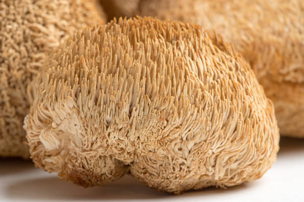 top health benefits of lion’s mane mushrooms