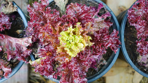 top health benefits of red leaf lettuce