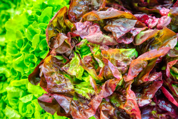 top health benefits of red leaf lettuce