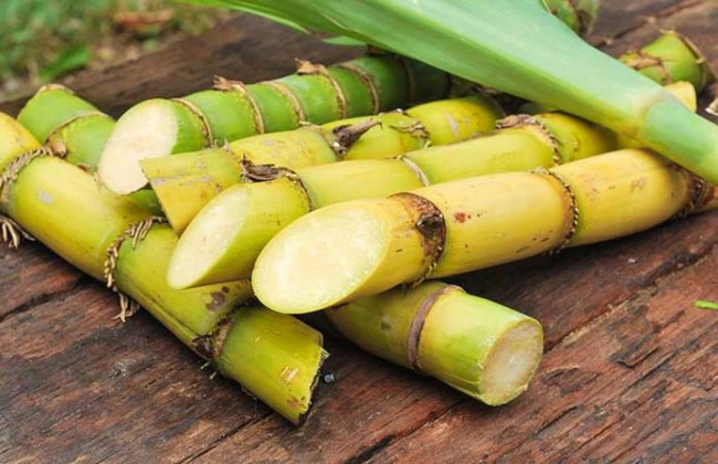 top health benefits of sugar canes