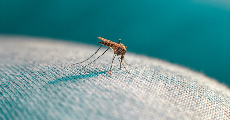 top home remedies for mosquito bites