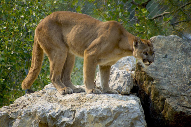 top interesting facts about cougars