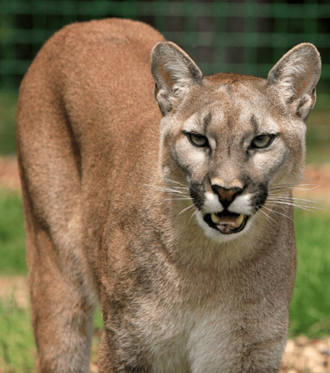 top interesting facts about cougars