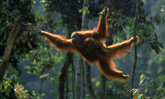 top interesting facts about orangutans