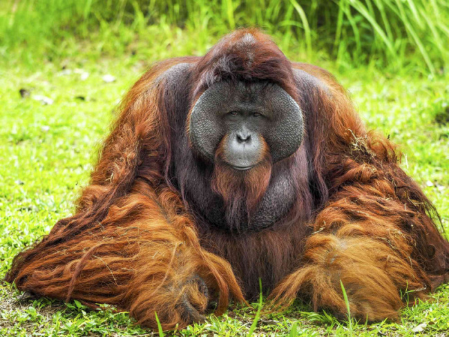 top interesting facts about orangutans
