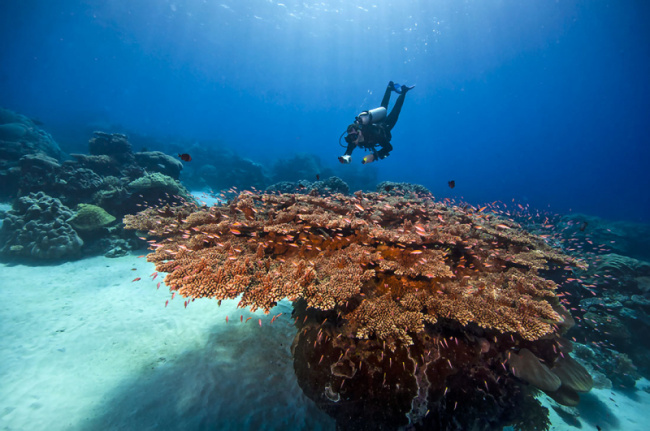 top most beautiful dive sites in the federated states of micronesia