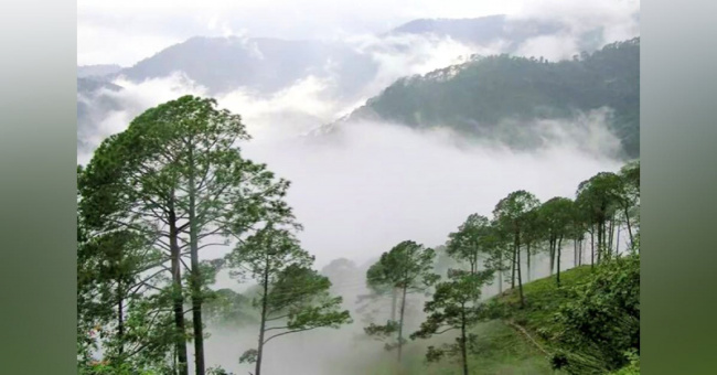 top most beautiful forests in india