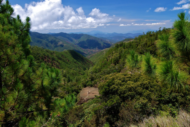 top most beautiful forests in the philippines