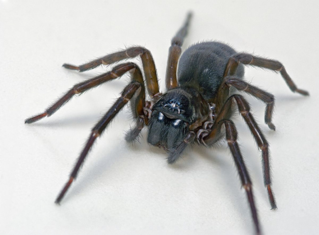 top most common types of spiders in illinois