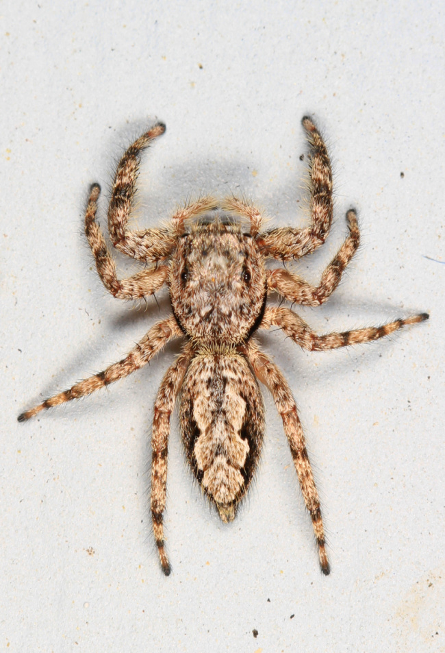 top most common types of spiders in illinois