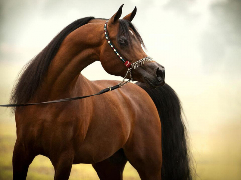 top most popular horse breeds in the world