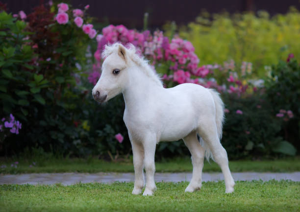 top most popular horse breeds in the world