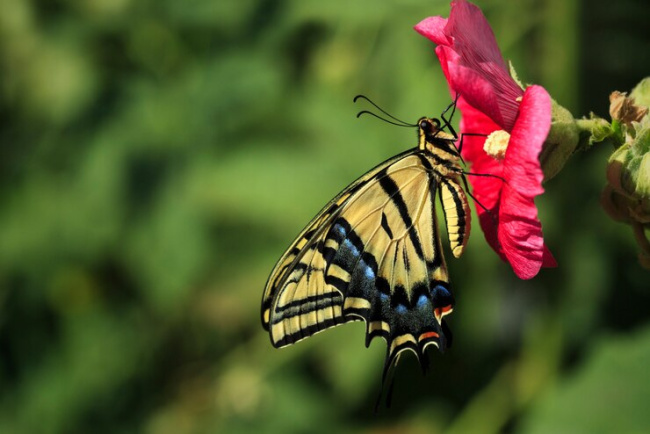 top plants that butterflies love