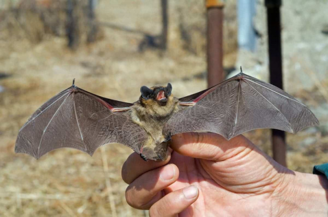 top predators of bats that eat bats