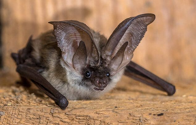 top predators of bats that eat bats
