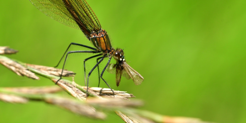top predators of mosquitoes that eat mosquitoes