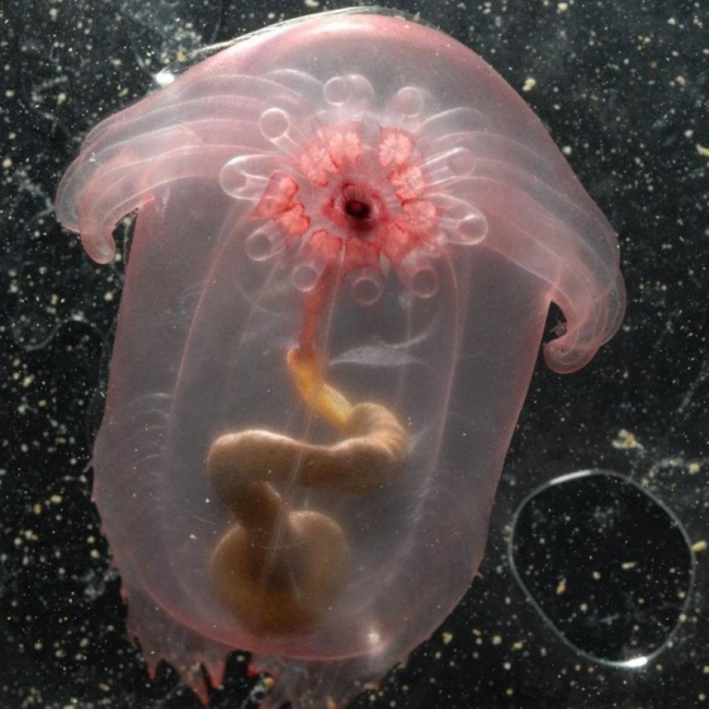 top strangest sea creatures