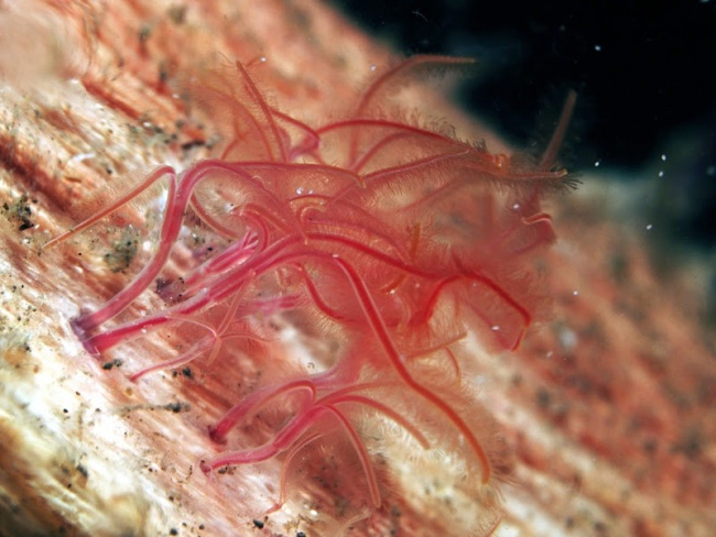top strangest sea creatures
