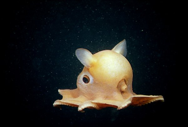 top weirdest deep sea fish