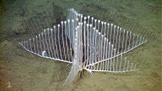 top weirdest deep sea fish