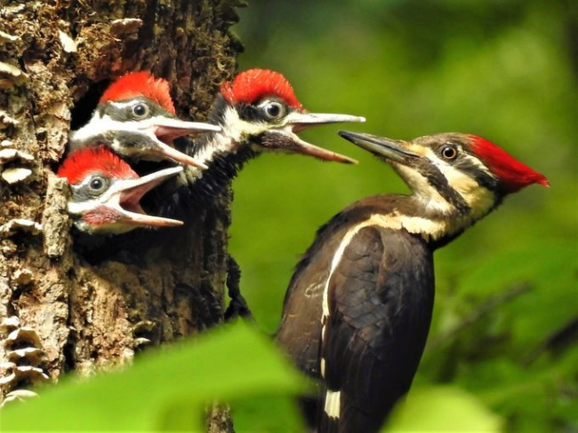 top world's amazingly colourful woodpeckers