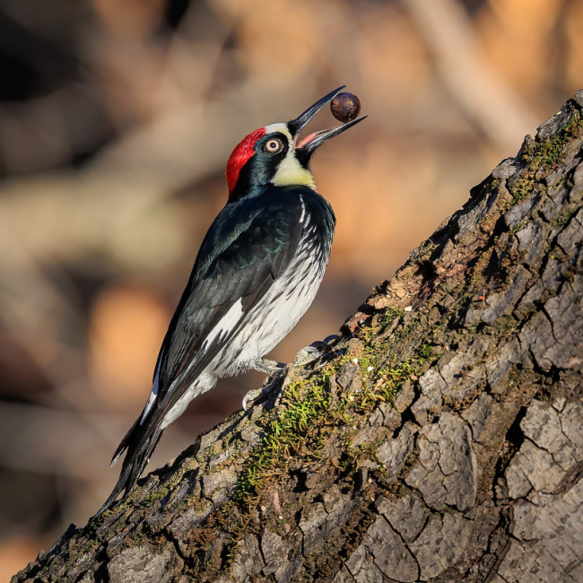 top world's amazingly colourful woodpeckers