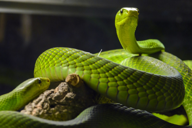 top world's beautiful green animals