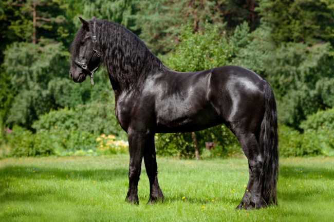 top world's most beautiful horse breeds