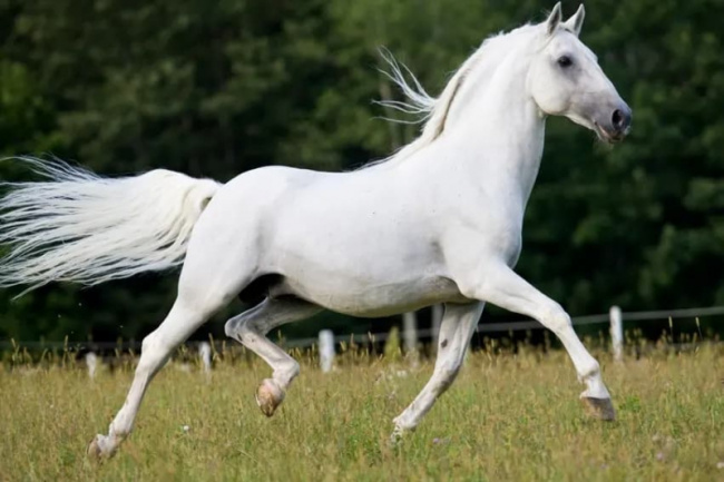 top world's most beautiful horse breeds